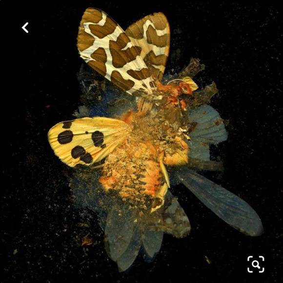 Dior Mat Collishaw limited edition butterfly scarf - Picture 1 of 5